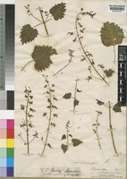 Type of Plectranthus matabelensis Baker [family LABIATAE]