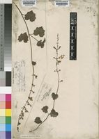 Type of Plectranthus sphaerophyllus Baker [family LABIATAE]