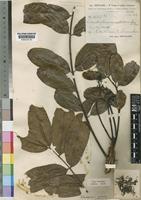Type of Entandrophragma angolense (Welw.) C.DC. [family MELIACEAE]