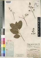 Type of Khaya nyasica Stapf ex Baker f. [family MELIACEAE]