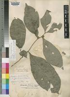 Holotype of Dichapetalum rowlandii Hutch. & Dalziel [family DICHAPETALACEAE]