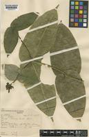 Type of Coussarea duckei Standl. [family RUBIACEAE]