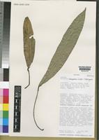 Isotype of Anthurium cabuyalense Croat & J.Rodr. [family ARACEAE]
