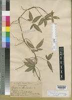 Type of Syngonium albolineatum W.Bull [family ARACEAE]