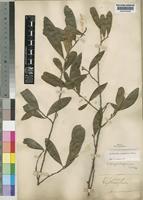 Erythroxylum emarginatum Thonn. [family ERYTHROXYLACEAE]