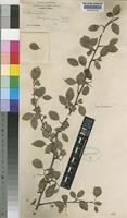 Type of Cotoneaster hupehensis Rehder & E.H.Wilson [family ROSACEAE]