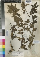Type of Cotoneaster acuminatus Lindl. [family ROSACEAE]