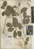 Type of Homalium racemosum unrecorded subsp. barbellatum S.F.Blake [family FLACOURTIACEAE]