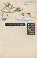 Isotype of Mathewsia diffusa Rusby [family BRASSICACEAE]
