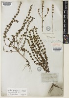 Mentha micrantha (Fisch. ex Benth.) Heinr.Braun [family LAMIACEAE]
