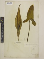 Arum italicum Mill. subsp. italicum [family ARACEAE]