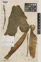 Type of Arum concinnatum Schott [family ARACEAE]