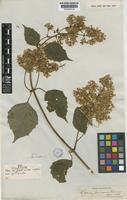 Holotype of Mikania jamesonii B.L.Rob. [family COMPOSITAE]