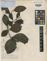 Ageratina viburnoides (DC.) R.M.King & H.Rob. [family COMPOSITAE]