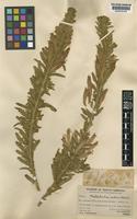 Malesherbia ardens J.F.Macbr. [family MALESHERBIACEAE]