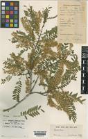 Isotype of Acosmium cardenasii H.S.Irwin & Arroyo [family LEGUMINOSAE-PAPILIONOIDEAE]