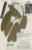 Type of Heteropsis steyermarkii G.S.Bunting [family ARACEAE]