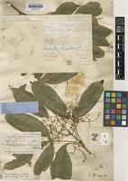 Balfourodendron riedelianum (Engl.) Engl. [family RUTACEAE]