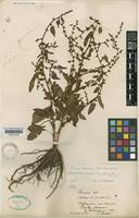Rumex foliosus Rech.f. [family POLYGONACEAE]