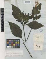 Holotype of Scorodoxylum hartwegianum Nees [family ACANTHACEAE]