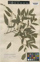 Picramnia antidesma Sw. subsp. fessonia (DC.) W.W.Thomas [family SIMAROUBACEAE]