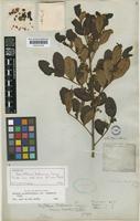 Isotype of Sarcotheca bahiensis Turcz. [family OXALIDACEAE]
