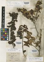 Schinus latifolius (Gillies ex Lindl.) Engl. var. tomentosus Fenzl [family ANACARDIACEAE]