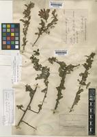 Schinus dependens Ortega var. subintegra Engl. [family ANACARDIACEAE]