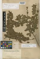 Isolectotype of Schinus ferox Hassl. [family ANACARDIACEAE]