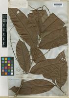 Porocystis toulicioides Radlk. [family SAPINDACEAE]
