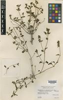 topo of Mirabilis laevis (Benth.) Curran var. cedrosensis (Standl.) Munz [family NYCTAGINACEAE]