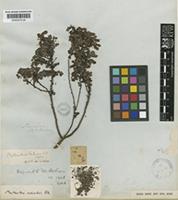 Type of Phyllanthus fadyenii Urb. [family EUPHORBIACEAE]
