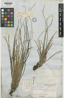 Isotype of Isoetes gardneriana Kunze ex Mett. [family ISOETACEAE]