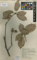 Holotype of Quercus ochroesthes E.F.Warb. [family FAGACEAE]