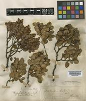 Nothofagus betuloides (Mirb.) Oerst. [family FAGACEAE]