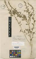 Isotype of Amaranthus chihuahuensis S.Watson [family AMARANTHACEAE]