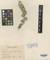 Isotype of Guilleminea densa Moq. var. humilis Mears [family AMARANTHACEAE]