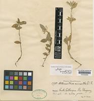 Isotype of Alternanthera micrantha R.E.Fr. [family AMARANTHACEAE]