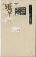 Type of Alternanthera echinocephala (Hook.f.) Christoph. [family AMARANTHACEAE]