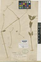 Isotype of Telanthera meyeriana Regel&Körn. [family AMARANTHACEAE]