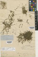 Type of Woehleria serpyllifolia Griseb. [family AMARANTHACEAE]