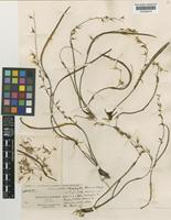 Pleurothallis stenophylla F.Lehm. & Kraenzl. [family ORCHIDACEAE]