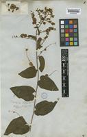 Antigonon leptopus Hook. & Arn. [family POLYGONACEAE]