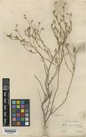 Nierembergia scoparia Sendtn. [family SOLANACEAE]