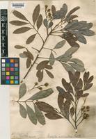 Matayba intermedia Radlk. [family SAPINDACEAE]