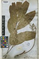 Matayba grandis Radlk. [family SAPINDACEAE]