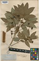 Matayba longipes Radlk. [family SAPINDACEAE]