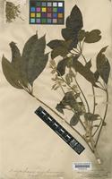 Schefflera angustissima (Marchal) Frodin [family ARALIACEAE]