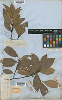 Ilex casiquiarensis Loes. [family AQUIFOLIACEAE]