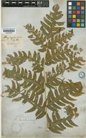 Pteris longibrachiata J.Agardh [family PTERIDACEAE]